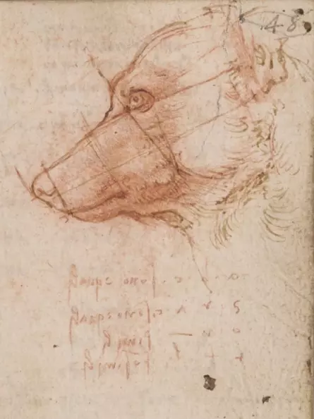 Leonardo da Vinci Zeichnung - Proportionen eines Hundekopfes