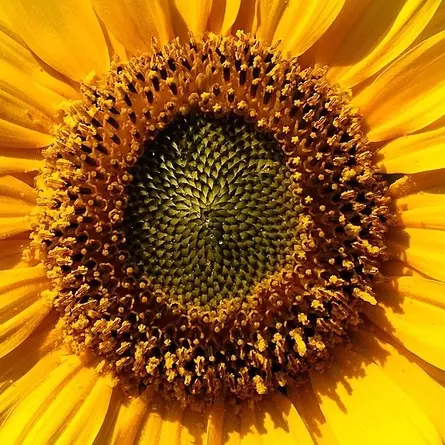 Fotografie einer Sonnenblume