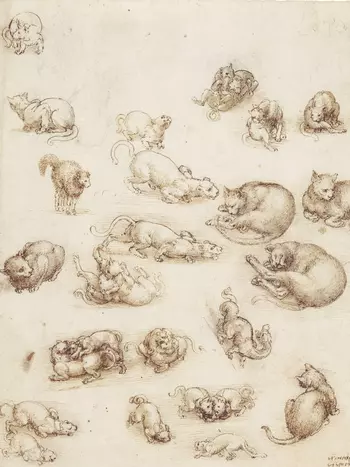 Leonardo da Vinci - Katzen und Drachen