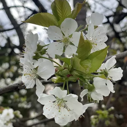Fünfblättrige Blüte eines Kirschbaums
