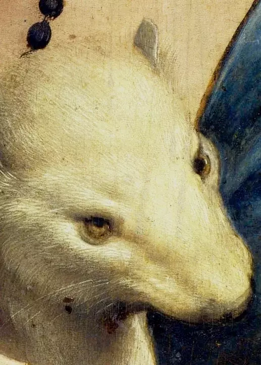 Leonardo da Vinci – Dame Hermelin (Detail), Kopf des Hermelins