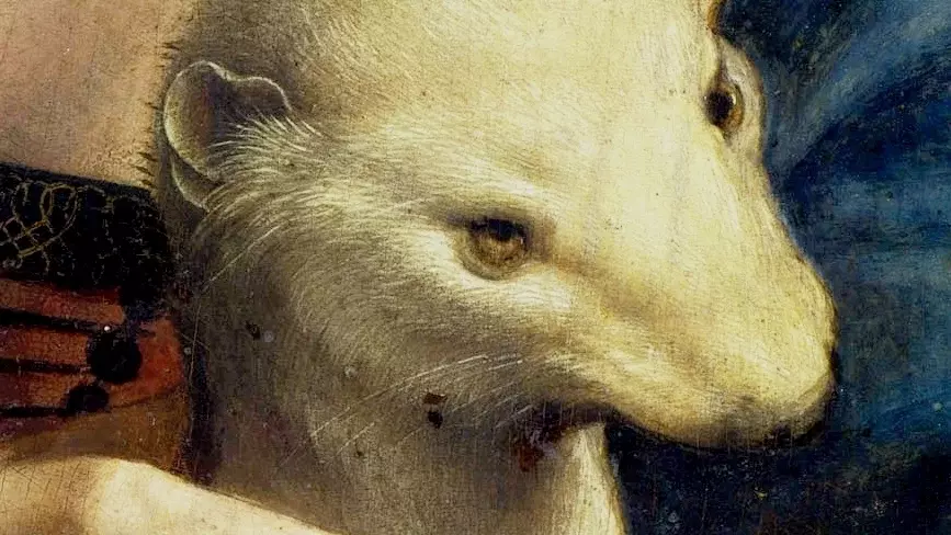 Leonardo da Vinci – Dame Hermelin (Detail), Kopf des Hermelins