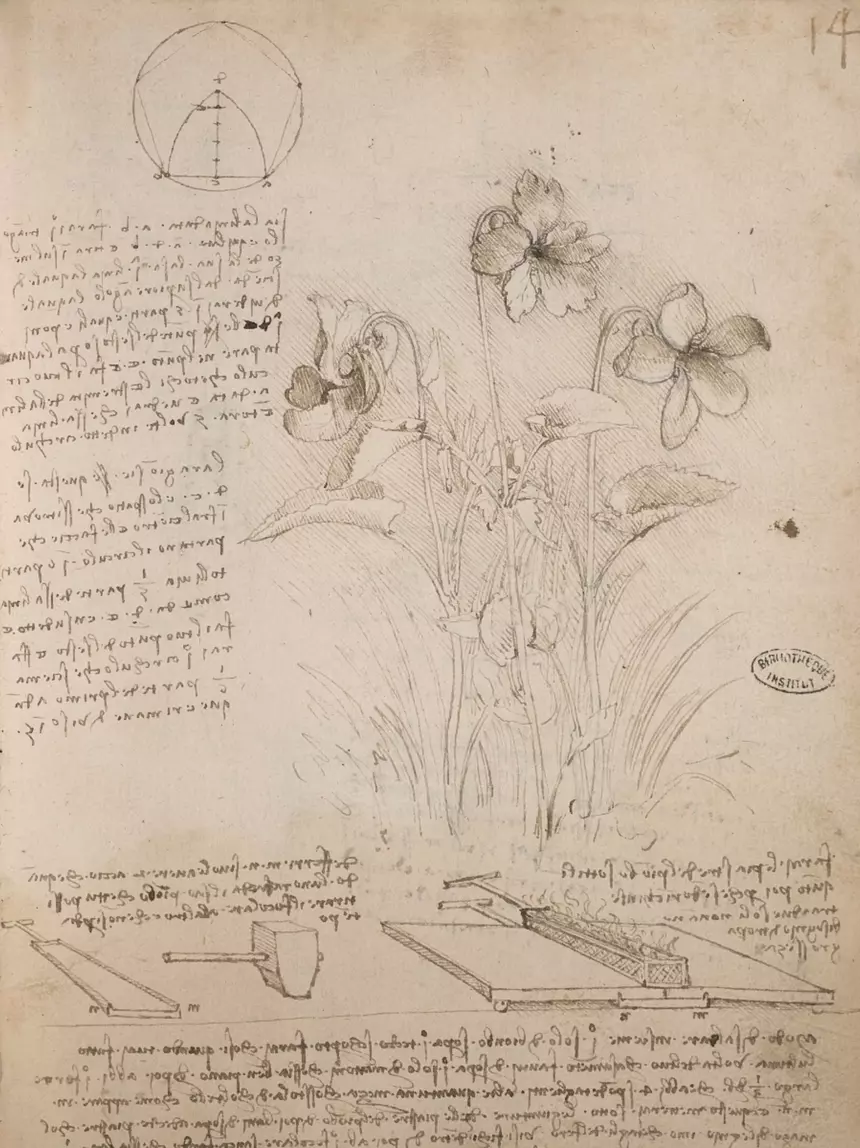 Leonardo da Vinci – Zeichnung einer Blume