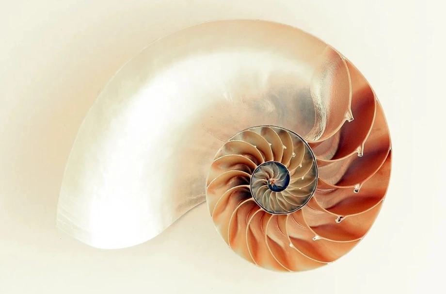 Goldener Schnitt - Querschnitt einer Nautilus Schale