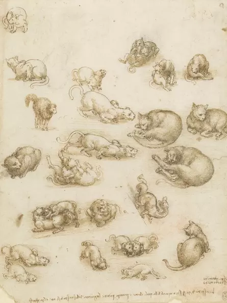 Leonardo da Vinci – Studie spielender Katzen