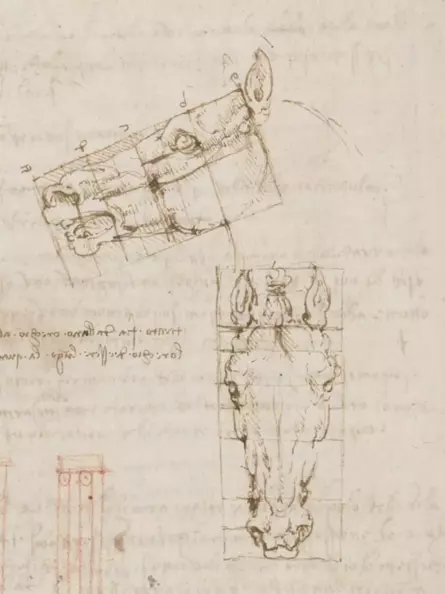 Leonardo da Vinci Zeichnung - Proportionen eines Pferdekopfes