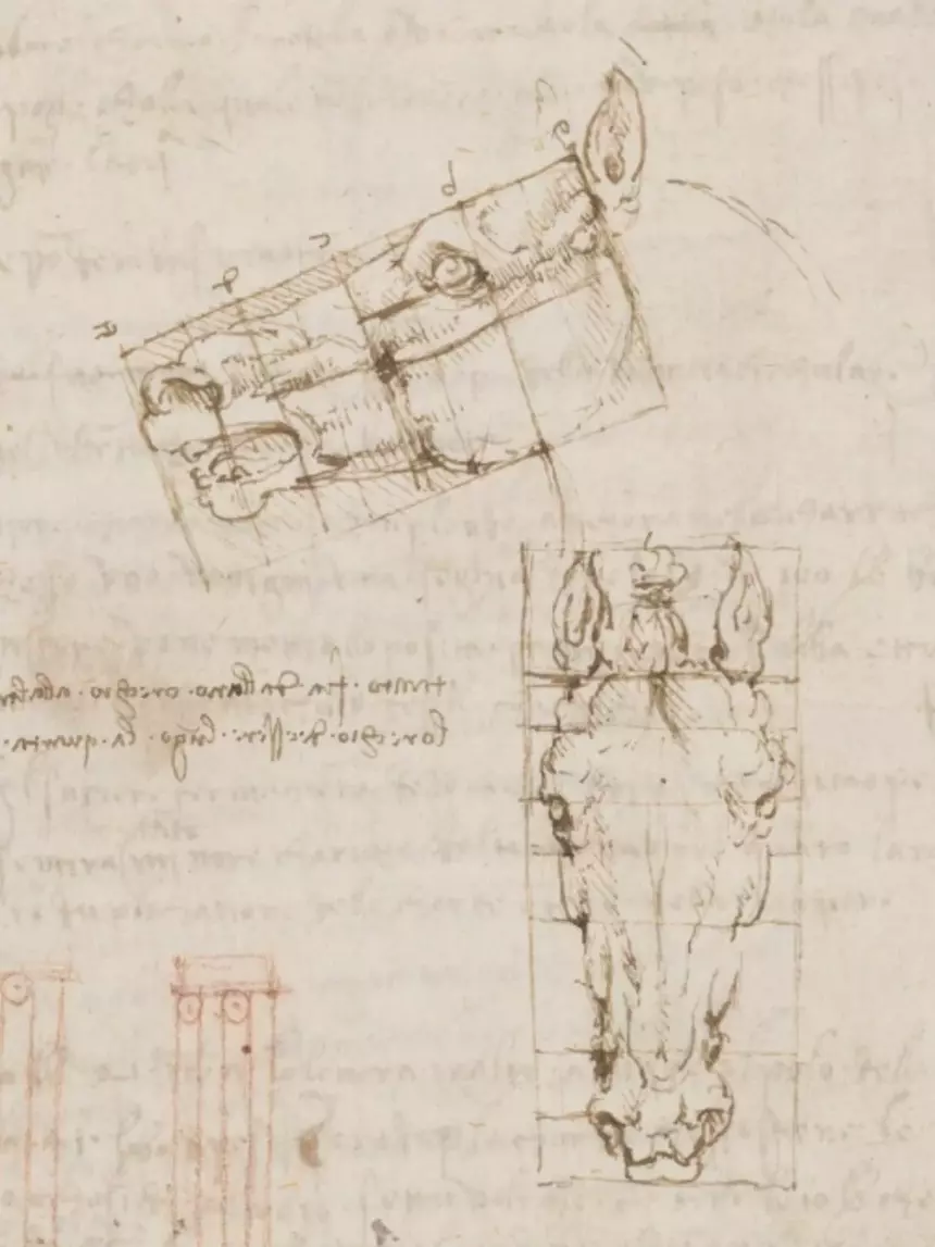 Leonardo da Vinci Zeichnung - Proportionen eines Pferdekopfes