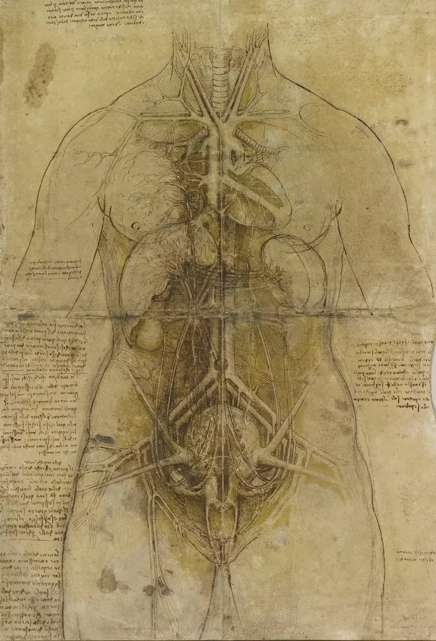 Leonardo da Vinci – Anatomische Studie 