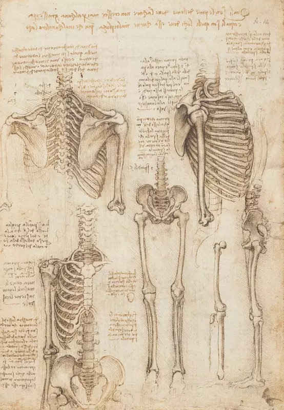 Leonardo da Vinci – Anatomische Studie 