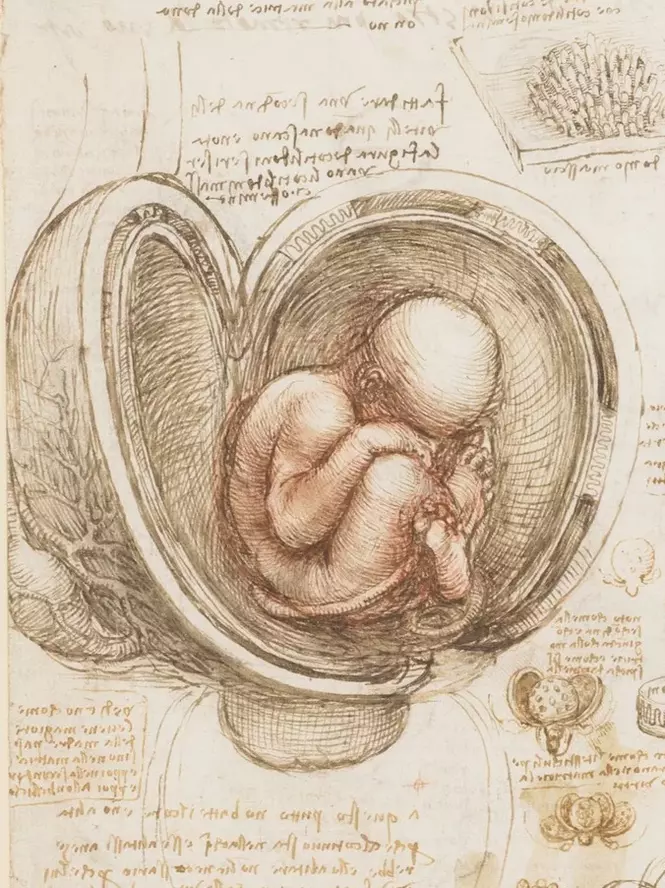 Leonardo da Vinci - Zeichnung eines Fötus in einer Gebärmutter