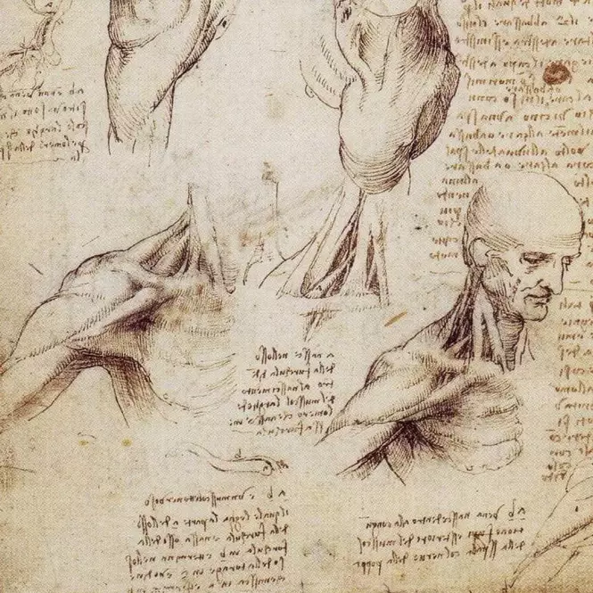 Leonardo da Vinci – Anatomische Zeichnung