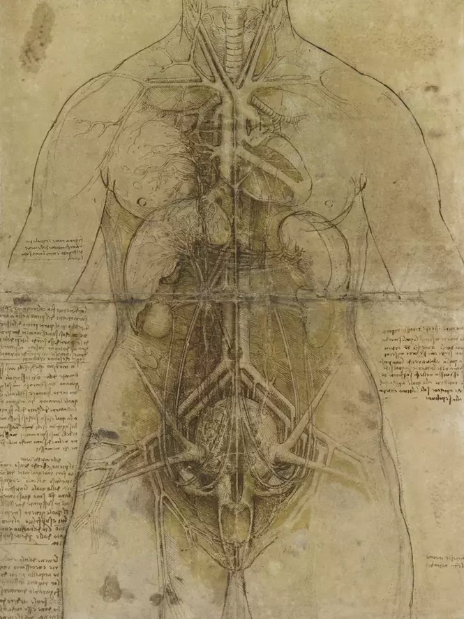 Leonardo da Vinci - Zeichnung innerer Organe einer Frau