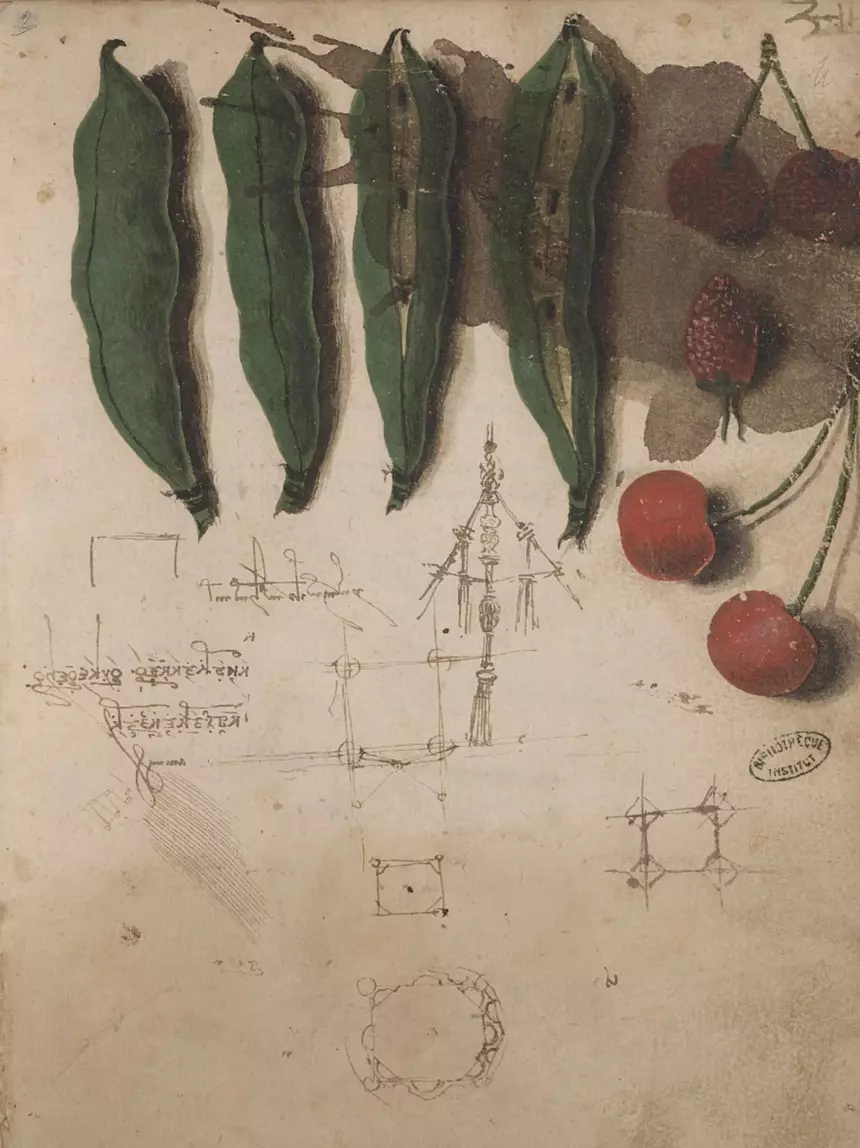 Leonardo da Vinci – Zeichnung von Hülsenfrüchten und Kirschen